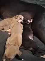 Colt , a male Great Dane for sale in Roswell, NM – 3 of 5