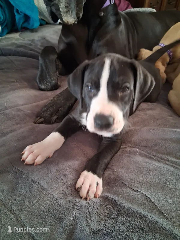 Rollie  – Great Dane puppy for sale in Roswell, NM