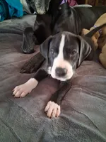 Rollie , a male Great Dane for sale in Roswell, NM – 1 of 4