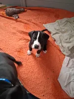 Rollie , a male Great Dane for sale in Roswell, NM – 3 of 4