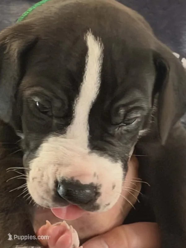 Rollie  – Great Dane puppy for sale in Roswell, NM