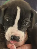 Rollie , a male Great Dane for sale in Roswell, NM – 1 of 1