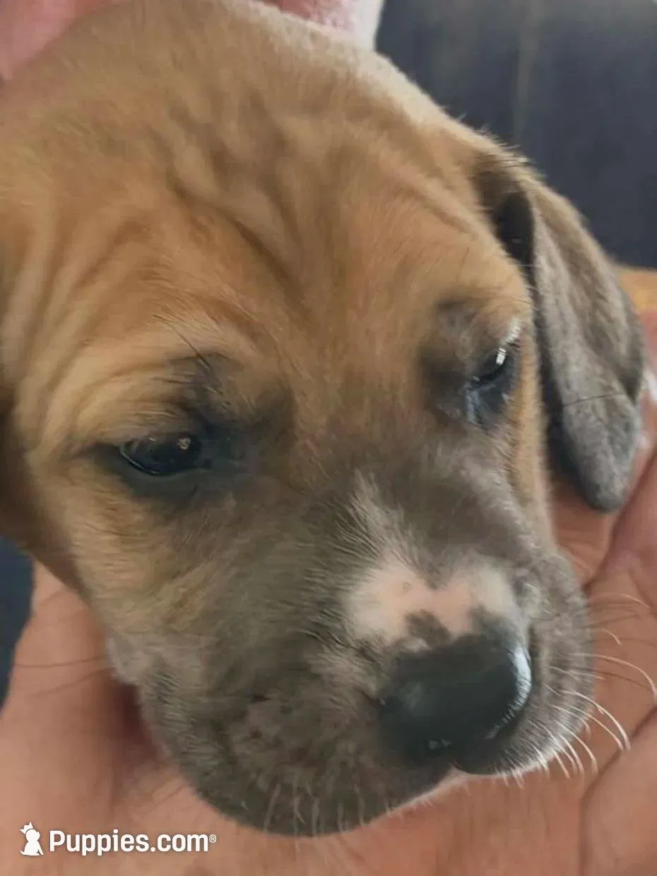 Sabel , a female Great Dane for sale in Roswell, NM – 1 of 1