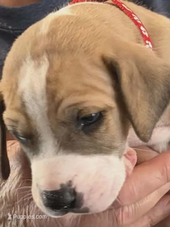 Colt  – Great Dane puppy for sale in Roswell, NM