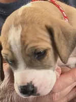 Colt , a male Great Dane for sale in Roswell, NM – 1 of 1