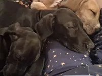 Berry , a female Great Dane for sale in Ruidoso, NM – 5 of 5