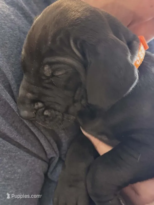 Raven – Great Dane puppy for sale in Roswell, NM