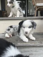 Sierra - (Sierra) , a female Miniature Australian Shepherd for sale in Brooksville, FL – 3 of 9