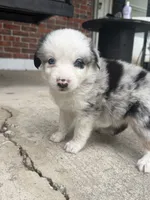 Sierra - (Sierra) , a female Miniature Australian Shepherd for sale in Brooksville, FL – 4 of 9