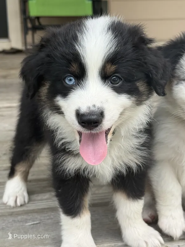 Diesel- (Green Collar) – Miniature Australian Shepherd puppy for sale in Brooksville, FL