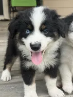 Diesel- (Green Collar), a male Miniature Australian Shepherd for sale in Brooksville, FL – 1 of 8