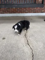 Caddy- (Pink Collar) , a female Miniature Australian Shepherd for sale in Brooksville, FL – 3 of 4