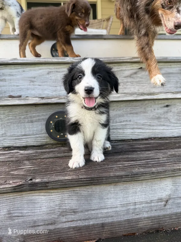Lexus- (Light Purple Collar) – Miniature Australian Shepherd puppy for sale in Brooksville, FL