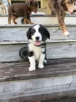 Lexus- (Light Purple Collar), a female Miniature Australian Shepherd for sale in Brooksville, FL – 1 of 9