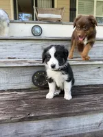 Lexus- (Light Purple Collar), a female Miniature Australian Shepherd for sale in Brooksville, FL – 8 of 9