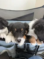 Chevy - (Lime Green Collar) , a female Miniature Australian Shepherd for sale in Brooksville, FL – 7 of 10