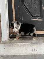 Shelby- (Pink Collar), a female Miniature Australian Shepherd for sale in Brooksville, FL – 5 of 8