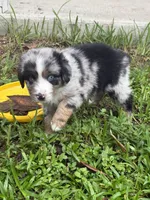 Ford - (Blue Collar), a male Miniature Australian Shepherd for sale in Brooksville, FL – 4 of 8
