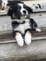 Chevy- (Purple Collar) , a female Miniature Australian Shepherd for sale in Brooksville, FL – 6 of 10