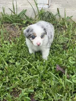 Dakota - (Teal Collar) , a female Miniature Australian Shepherd for sale in Brooksville, FL – 4 of 6