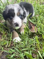 Ford - (Blue Collar), a male Miniature Australian Shepherd for sale in Brooksville, FL – 3 of 8