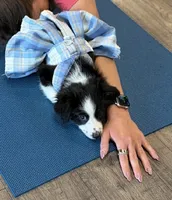 Lexus- (Light Purple Collar), a female Miniature Australian Shepherd for sale in Brooksville, FL – 2 of 9