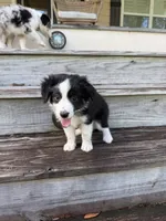 Lexus- (Light Purple Collar), a female Miniature Australian Shepherd for sale in Brooksville, FL – 7 of 9