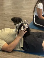 Chevy - (Lime Green Collar) , a female Miniature Australian Shepherd for sale in Brooksville, FL – 6 of 10