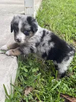 Ford - (Blue Collar), a male Miniature Australian Shepherd for sale in Brooksville, FL – 5 of 8