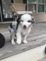 Sierra - (Sierra) , a female Miniature Australian Shepherd for sale in Brooksville, FL – 2 of 9