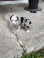 Sierra - (Sierra) , a female Miniature Australian Shepherd for sale in Brooksville, FL – 9 of 9