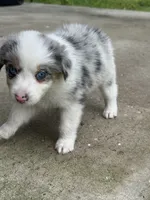 Dakota - (Teal Collar) , a female Miniature Australian Shepherd for sale in Brooksville, FL – 3 of 6