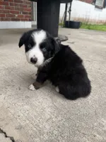 Caddy- (Pink Collar) , a female Miniature Australian Shepherd for sale in Brooksville, FL – 4 of 4