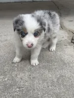 Dakota - (Teal Collar) , a female Miniature Australian Shepherd for sale in Brooksville, FL – 5 of 6
