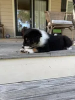 Chevy - (Lime Green Collar) , a female Miniature Australian Shepherd for sale in Brooksville, FL – 10 of 10