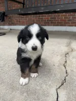 Diesel- (Green Collar), a male Miniature Australian Shepherd for sale in Brooksville, FL – 7 of 8