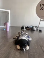 Chevy - (Lime Green Collar) , a female Miniature Australian Shepherd for sale in Brooksville, FL – 4 of 10
