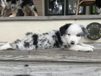Sierra - (Sierra) , a female Miniature Australian Shepherd for sale in Brooksville, FL – 5 of 9