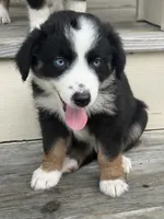 Chevy- (Purple Collar) , a female Miniature Australian Shepherd for sale in Brooksville, FL – 3 of 10