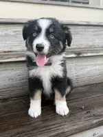 Chevy- (Purple Collar) , a female Miniature Australian Shepherd for sale in Brooksville, FL – 8 of 10