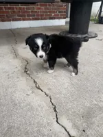 Chevy- (Purple Collar) , a female Miniature Australian Shepherd for sale in Brooksville, FL – 10 of 10