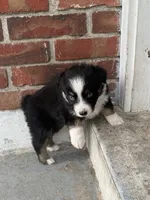 Chevy- (Purple Collar) , a female Miniature Australian Shepherd for sale in Brooksville, FL – 7 of 10