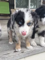 Shelby- (Pink Collar), a female Miniature Australian Shepherd for sale in Brooksville, FL – 4 of 8