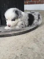 Sierra - (Sierra) , a female Miniature Australian Shepherd for sale in Brooksville, FL – 6 of 9