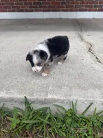 Shelby- (Pink Collar), a female Miniature Australian Shepherd for sale in Brooksville, FL – 7 of 8