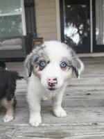 Dakota - (Teal Collar) , a female Miniature Australian Shepherd for sale in Brooksville, FL – 2 of 6