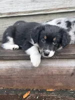 Chevy - (Lime Green Collar) , a female Miniature Australian Shepherd for sale in Brooksville, FL – 2 of 10