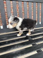 Shelby- (Pink Collar), a female Miniature Australian Shepherd for sale in Brooksville, FL – 6 of 8
