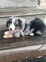 Ford - (Blue Collar), a male Miniature Australian Shepherd for sale in Brooksville, FL – 1 of 8