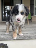 Shelby- (Pink Collar), a female Miniature Australian Shepherd for sale in Brooksville, FL – 3 of 8